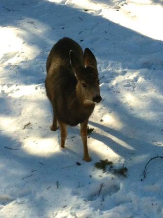 Douglas Fir Resort Waterslides & Pools